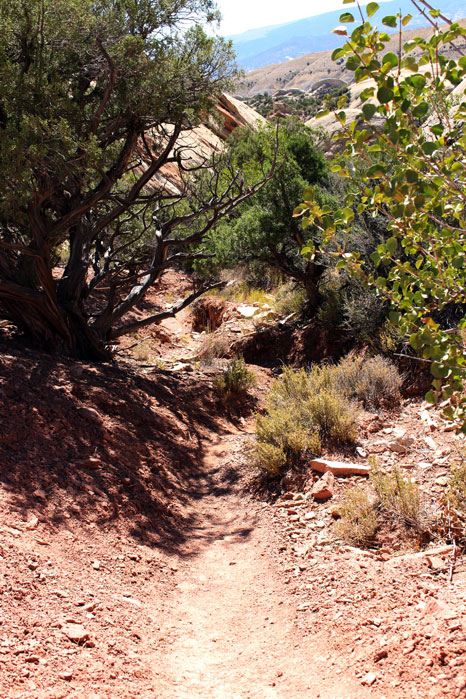 Narrow desert path with tall shrubs on both sides.