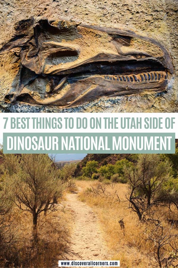 A dinosaur skull embedded in the rock; a sandy trail surrounded by desert brushes. Text overlay - 7 Best things to do on the Utah side of Dinosaur National Monument.