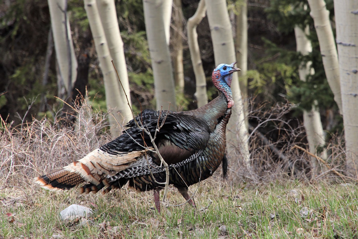 Wild turkey walking in a grassy area in front of birch trunks.