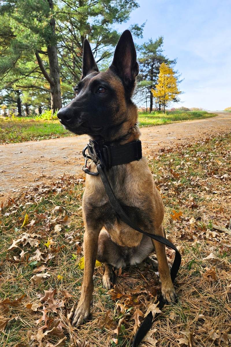 Belgian Malinois dog sitting on the ground filled with golden autumn leaves