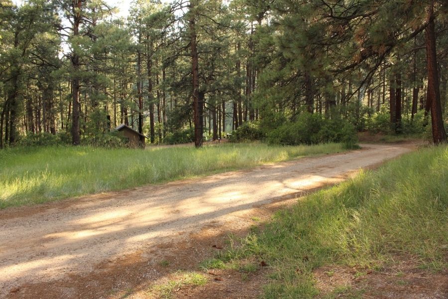 Dirt road winding through Junction Creek Campground surrounded by tall pine trees near Durango, Colorado.