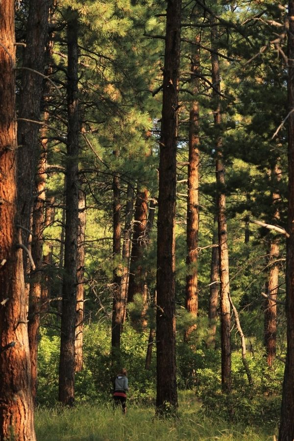 Pine trees at Junction Creek Campground, Colorado.