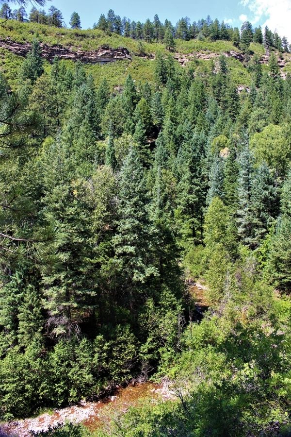 View of a pine-covered hillside and a creek down below from the Junction Creek Trail area near Durango, Colorado.