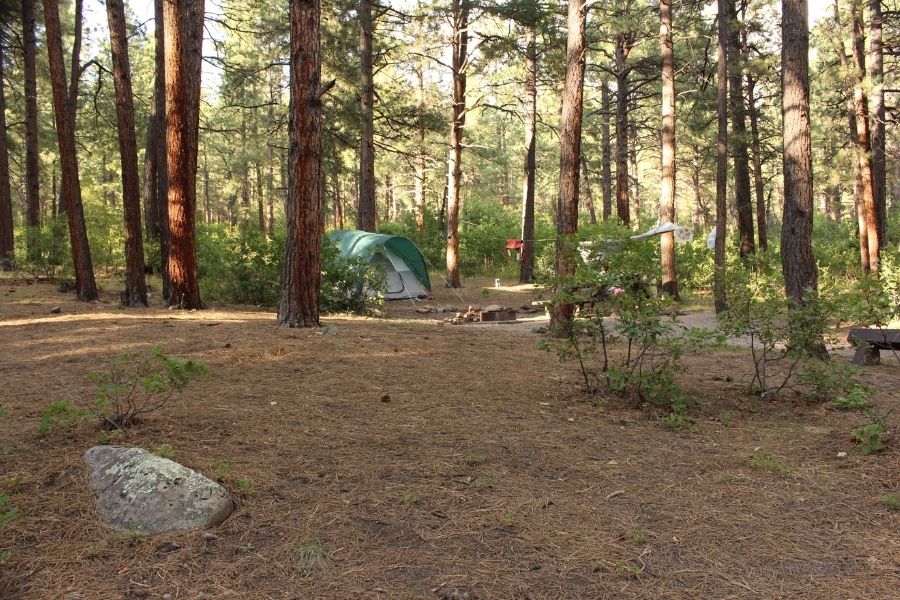 Spacious campsite at Junction Creek Campground with a tent in the distance, surrounded by tall pine trees.