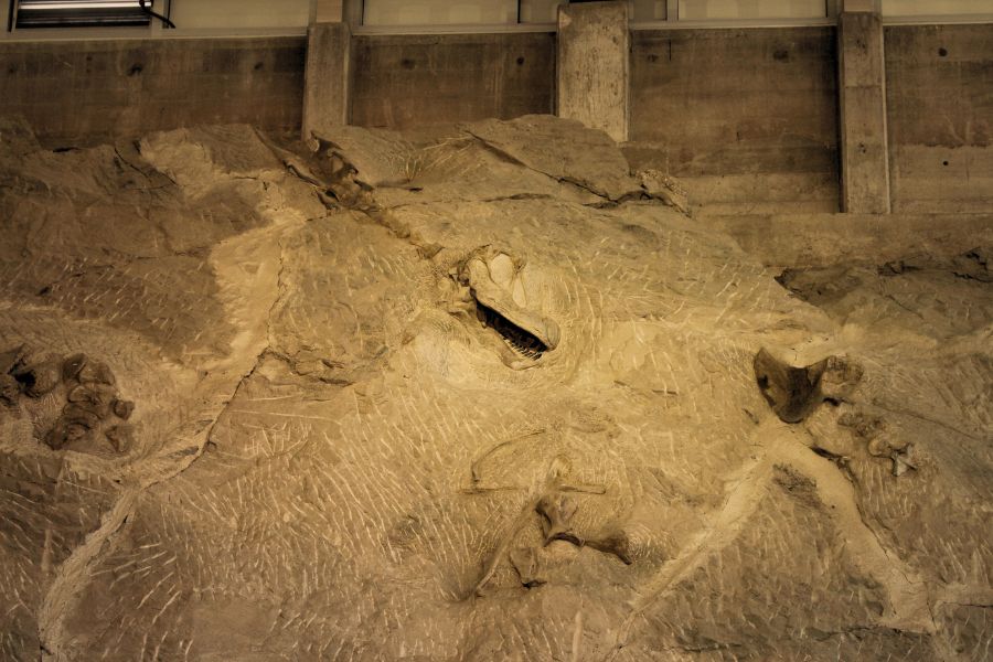 Dinosaur fossil wall inside Quarry Exhibit Hall showing bones preserved in rock - Dinosaur National Monument, Utah