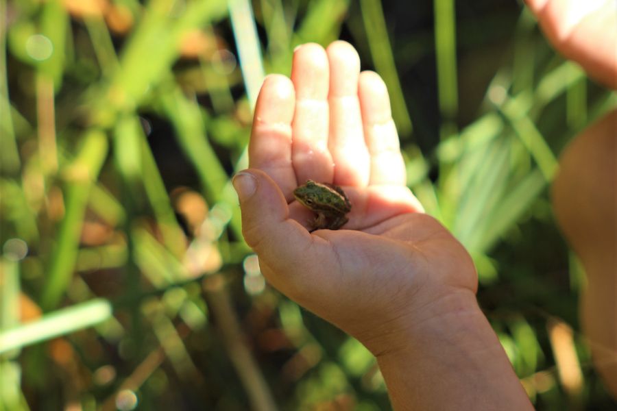 A small green frog in a child's hand.