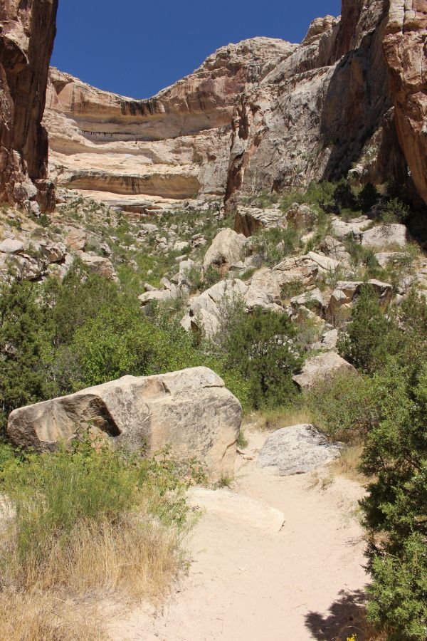 The end of Box Canyon Trail in Dinosaur National Monument, where the path winds between boulders, framed by sheer canyon walls with scattered rocks, trees, and shrubs.