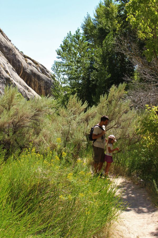 Father and small child walking along the Box Canyon Trail in Dinosaur National Monument, pausing to look at tall shrubby plants growing beside the sandy path, with trees and canyon walls in the background.