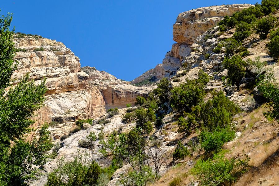 Tall cliffs and lush desert vegetation in Hog Canyon, Dinosaur National Monument, under a clear blue sky.