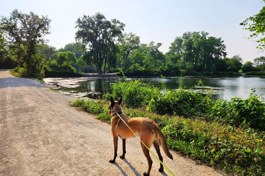 Athena the Belgian Malinois at a lush, green Chicago suburb forest preserve with a gravel path and pond.