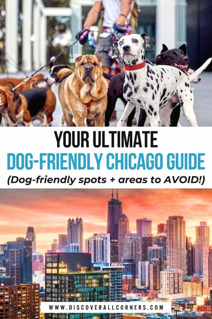 Man walking several dogs through Chicago streets, paired with a vibrant sunset view of downtown Chicago. Text overlay - Your ultimate dog-friendly Chicago guide (Dog friendly spots + areas to avoid!).