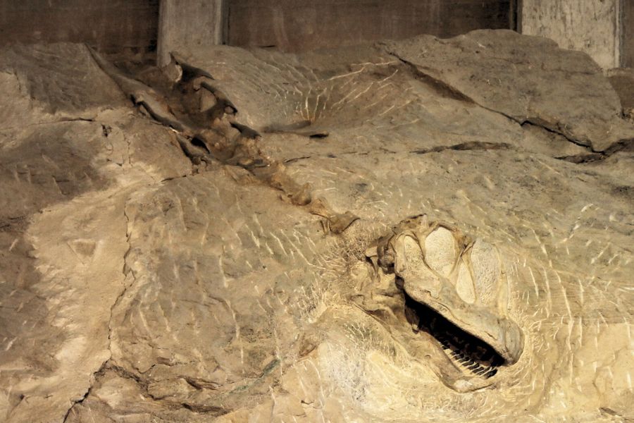 Camarasaurus skull and fossilized body bones preserved in rock wall at Dinosaur National Monument