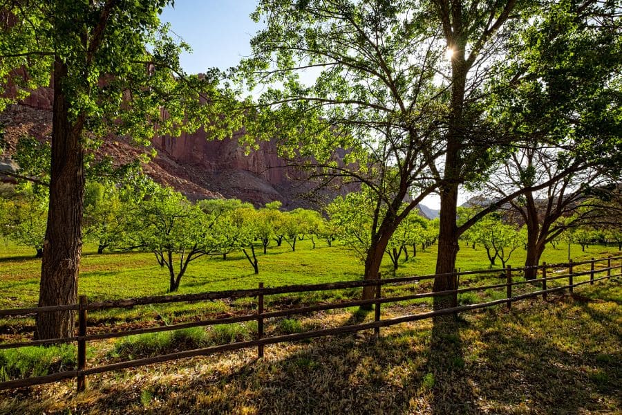 Historic Fruita Orchard in Capitol Reef National Park with red rock cliffs in the background.