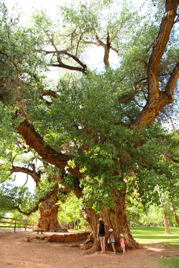 Mom and kids standing in front of the historic Fruita Mail Tree in Capitol Reef National Park, once used by early settlers to receive mail.