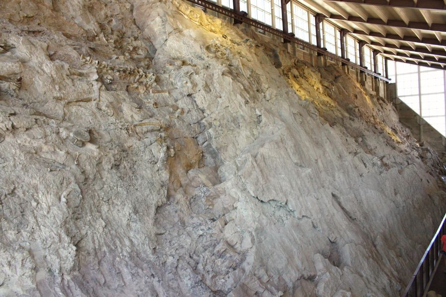 Wall of real dinosaur fossils inside the Quarry Exhibit Hall, Utah side of Dinosaur National Monument.