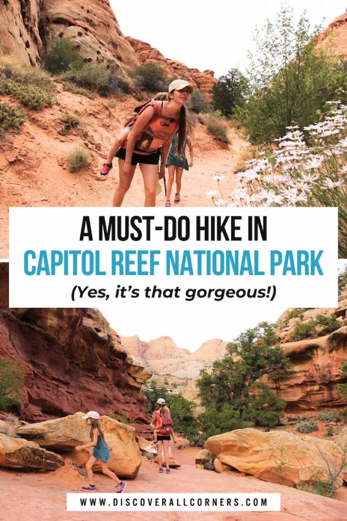 Mother hiking the Cohab Canyon Trail in Capitol Reef National Park with her two daughters — one walking beside her and one in a carrier on her back — passing tall wildflowers and colorful slickrock formations surrounded by cliffs and lush vegetation along the scenic trail. Text overlay - A must-do hike in Capitol Reef National Park (Yes, it's that gorgeous!).