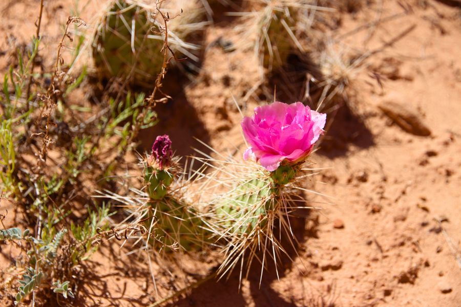Pink-blooming cactus along Utah's Capitol Reef Scenic Drive.