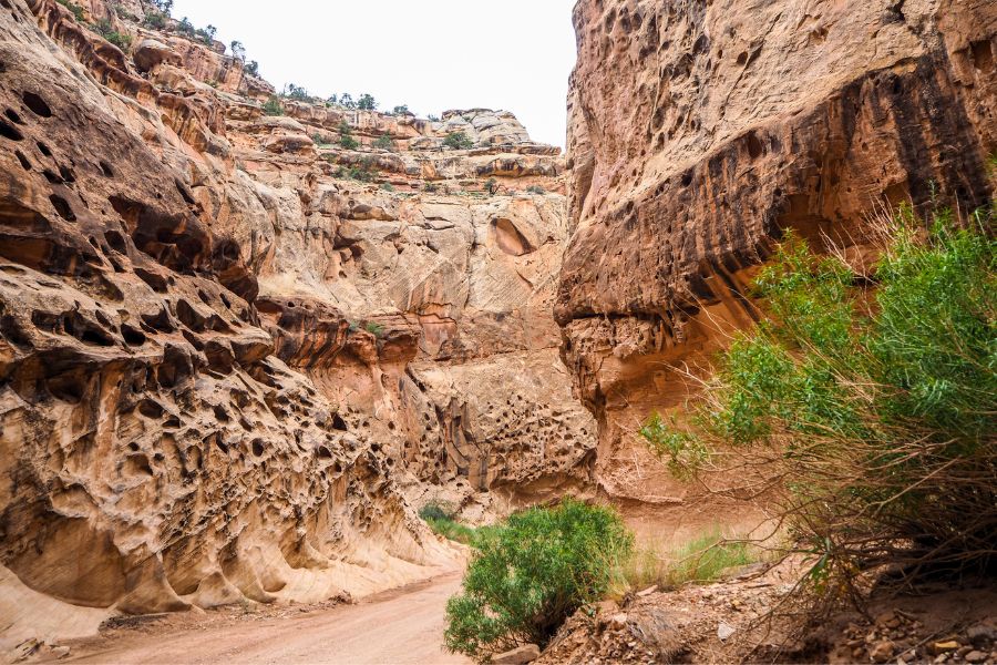 Dirt section of the Capitol Gorge Scenic Drive winding through the park toward the Capitol Gorge trailhead, surrounded by towering sculpted sandstone cliffs and vegetation.