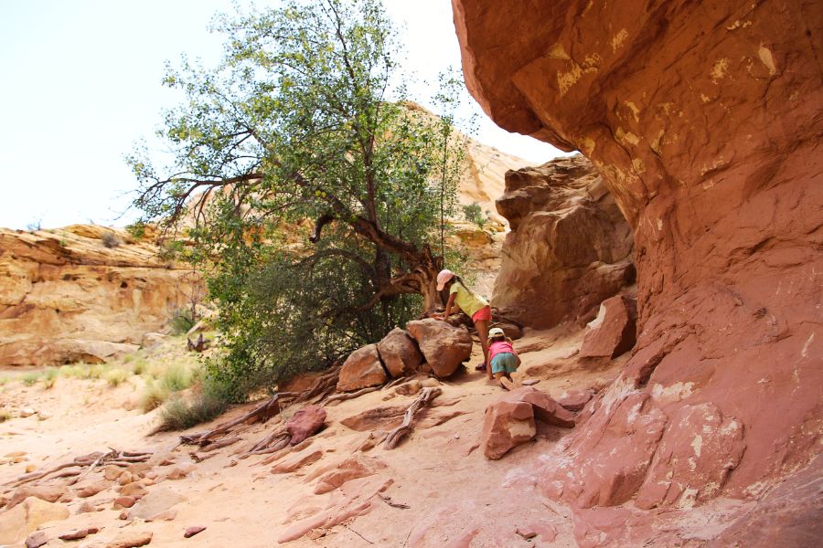 A shady spot along the Capitol Gorge Trail with small trees, soft sand, and large boulders where kids play and explore.