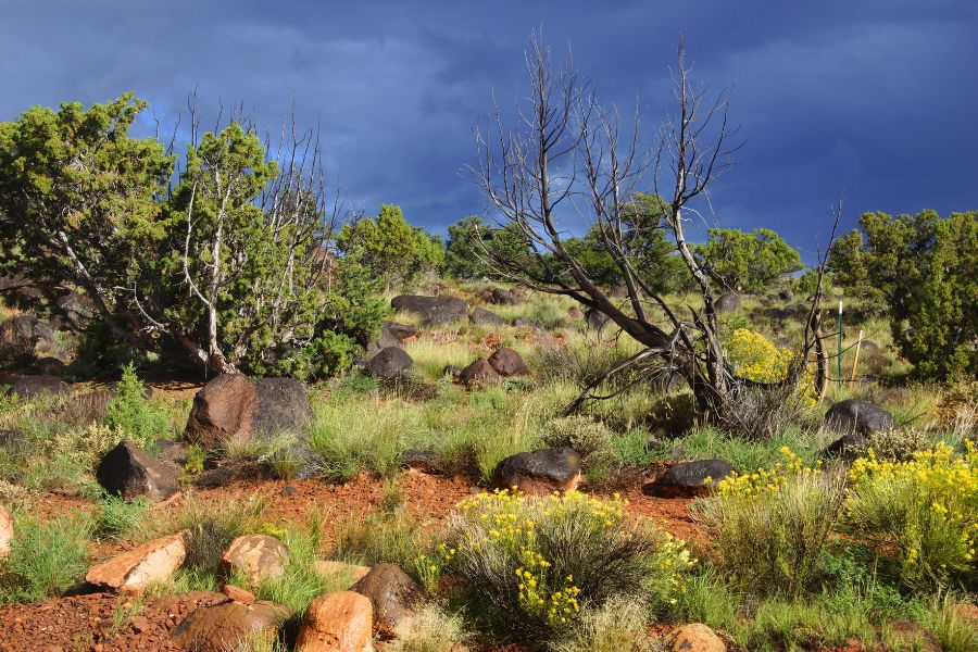 Vibrant desert scenery near Capitol Reef National Park featuring a mix of native desert plants and dramatic overcast skies.