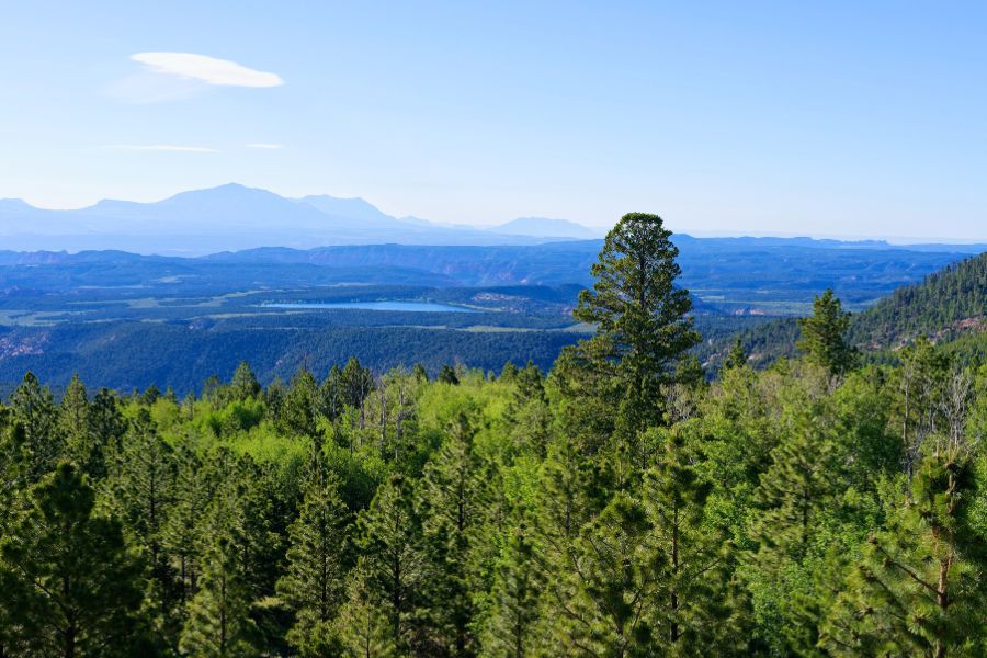 Panoramic view of a lush, dense green forest from Larb Hollow Overlook along Utah Scenic Byway 12, with rolling hills stretching into the distance.