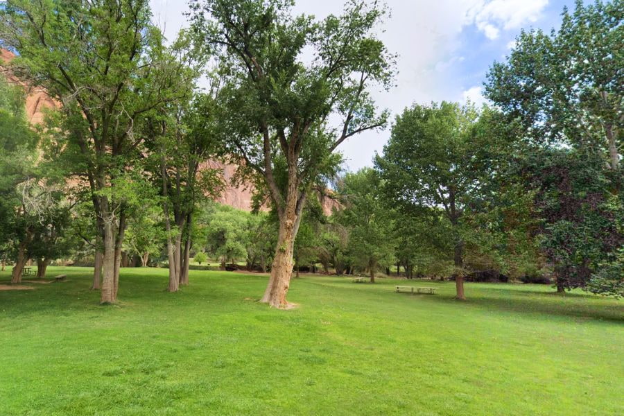 Grassy picnic area in Fruita at Capitol Reef National Park, with picnic tables beneath mature trees and towering canyon walls in the background.