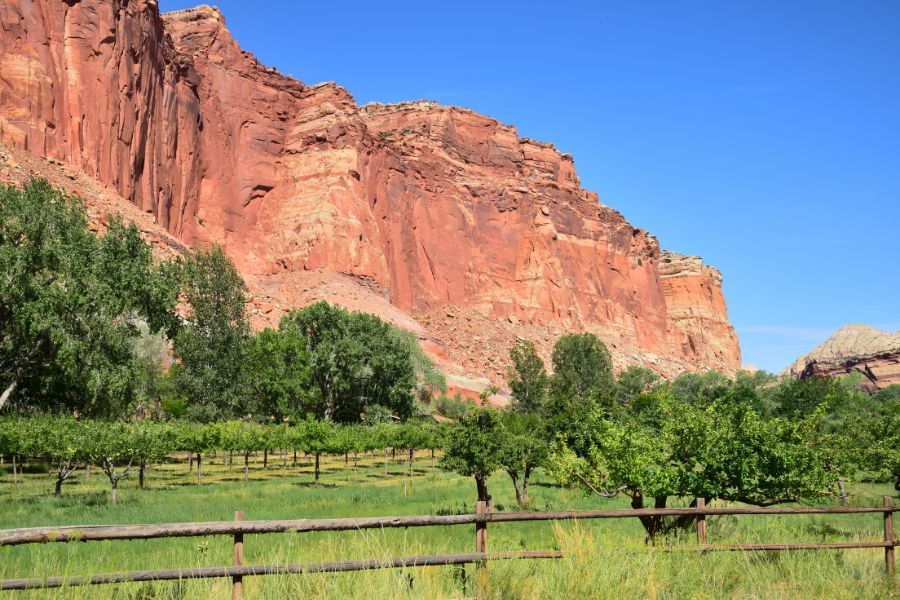 Historic Mott Fruita Orchard in Capitol Reef National Park with red rock cliffs in the background.