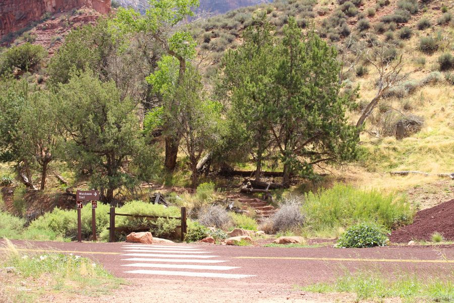 A small service road crossing the Watchman Trail with a trail sign marking where the path continues on the other side.