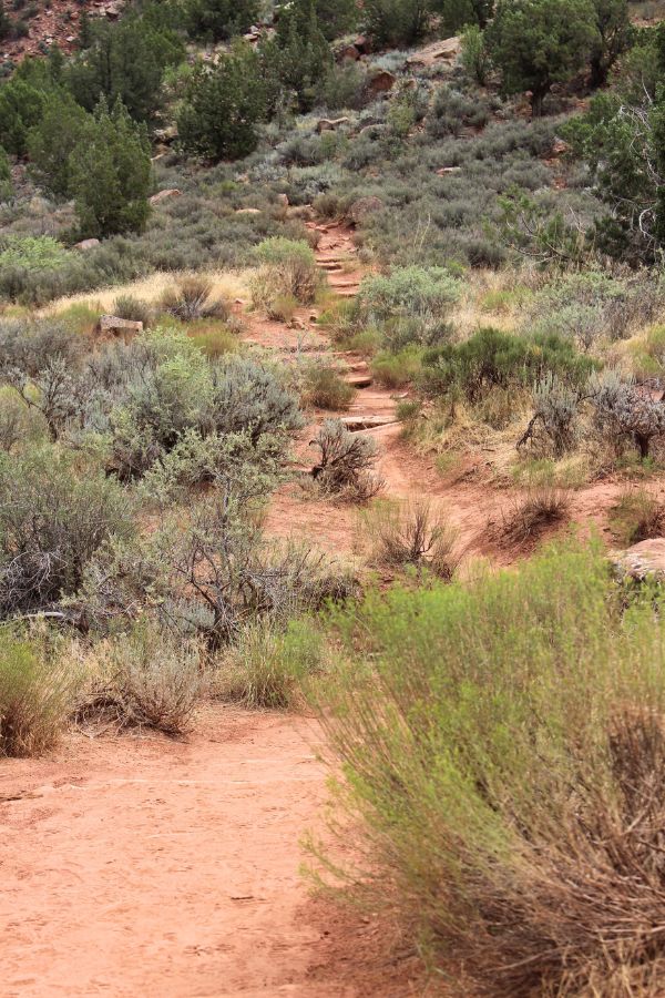 The Watchman Trail climbing steadily upward with steps and dense desert vegetation lining the path.