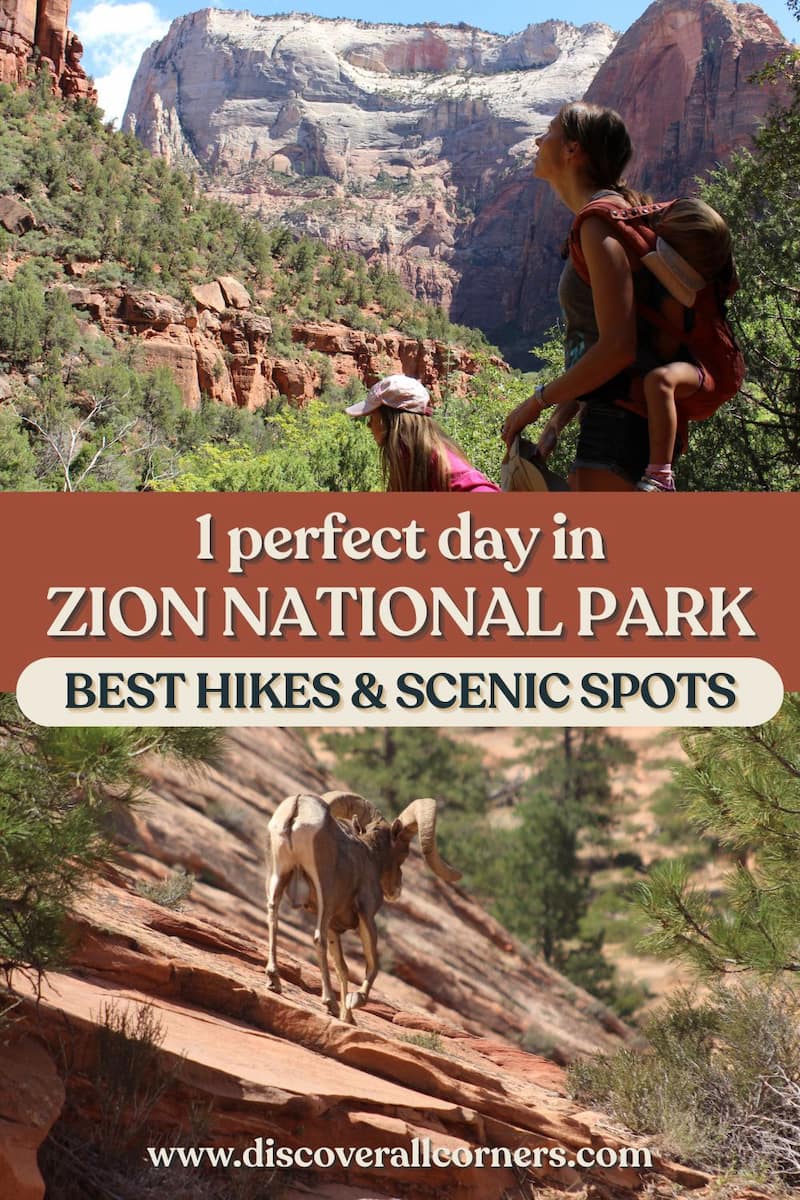 A family hiking in Zion National Park stops to admire canyon views, alongside a desert bighorn sheep walking confidently across sunlit slickrock near the east entrance. Text overlay - 1 perfect day in Zion National Park - Best hikes & scenic spots.