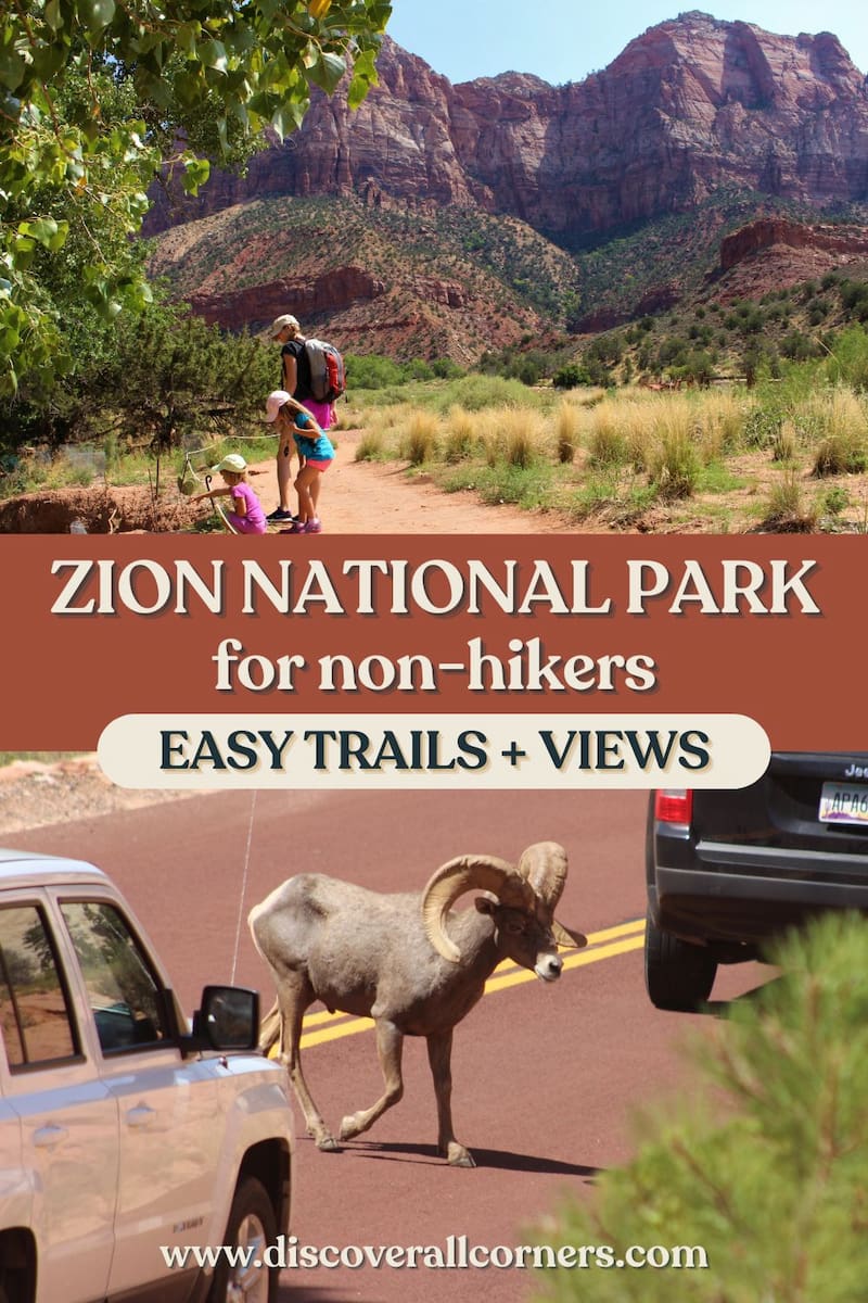 A family walking on a flat trail in Zion National Park with desert plants, trees, and canyon views, along with an image of a desert bighorn sheep crossing the road between vehicles. Text overlay - Zion National Park for non-hikers (easy trails + views).