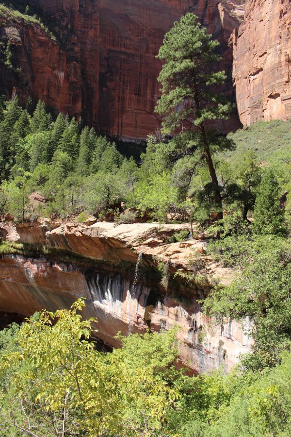 Vertical view of the sandstone alcove and waterfalls between the lush Lower and Middle Emerald Pools areas in Zion National Park, with steep canyon cliffs rising high above.