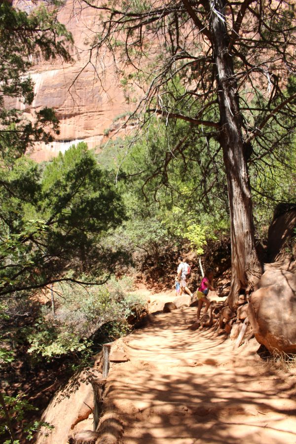 Shaded and lush stretch of the connector trail between Lower and Upper Emerald Pools with massive cliffs in the near background.