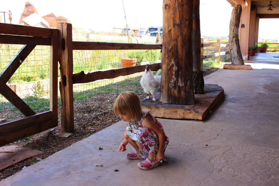 Child examining something on the ground outside the restaurant at Zion Mountain Ranch while a fluffy white chicken with feathered feet stands nearby near the entrance.