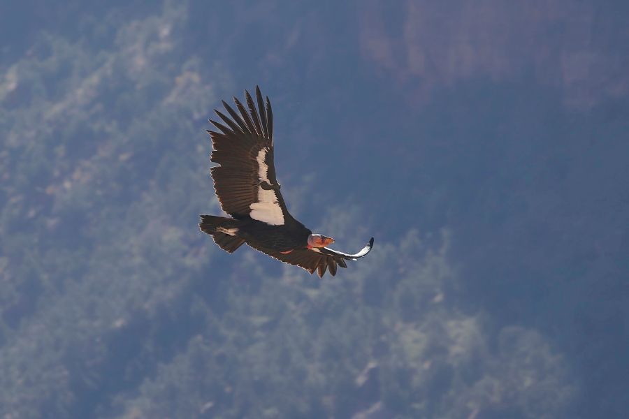 Large California condor gliding gracefully below red forested cliffs.
