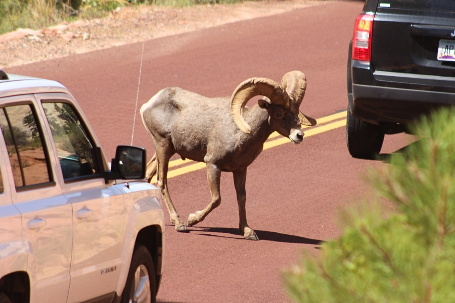 A male desert bighorn sheep crossing the road between two cars near the East Entrance in Zion National Park.