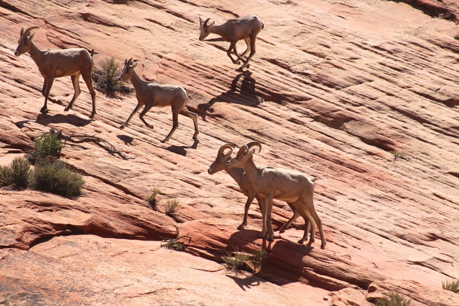 A group of desert bighorn sheep moving along slickrock near the Zion National Park East Entrance.