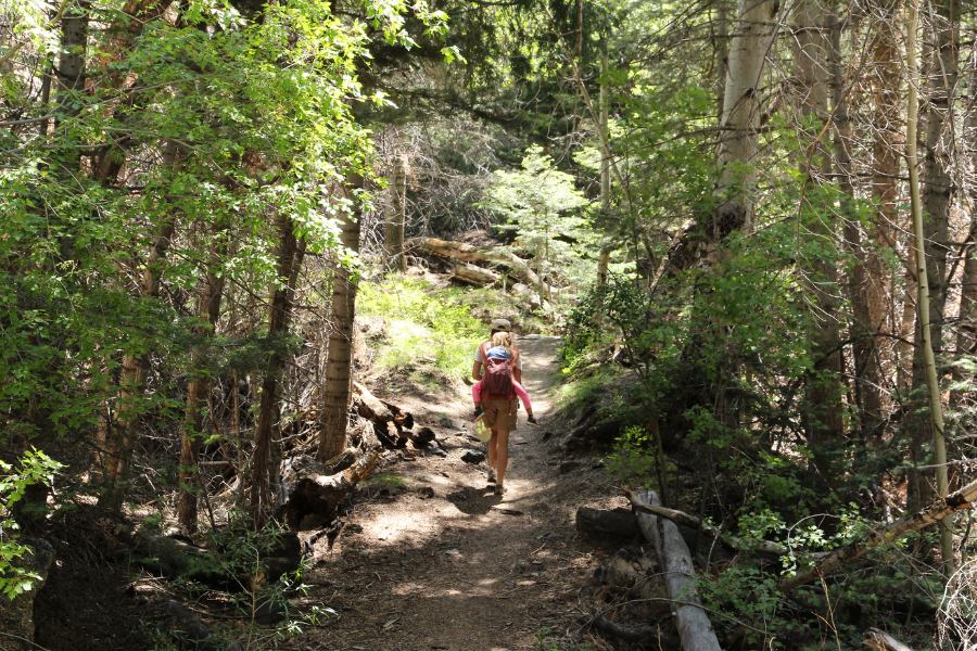 Hikers along the forested section of Mosca Pass Trail surrounded by dense trees.