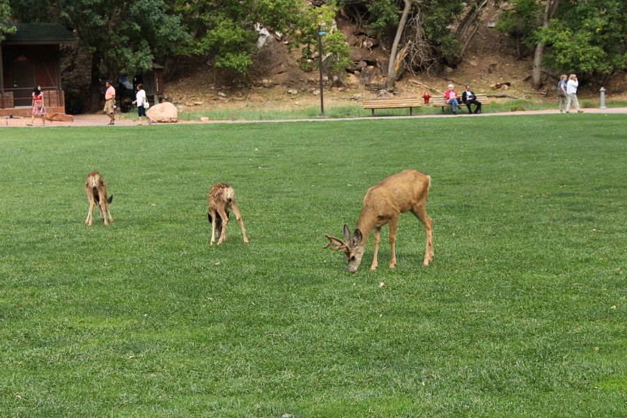A group of three deer grazing on the expansive lush lawn at the Zion Lodge area in Zion National Park, with park visitors seen across the large lawn walking on a path and relaxing on benches.