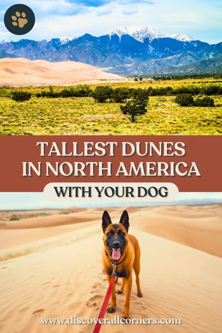 Elevated views of the Great Sand Dunes National Park dunefield fronted by a lush green valley, and snow-capped mountains rising in the background; along an image of a Belgian Malinois dog on a sandy dune. Text overlay - Tallest dunes in North America with your dog.