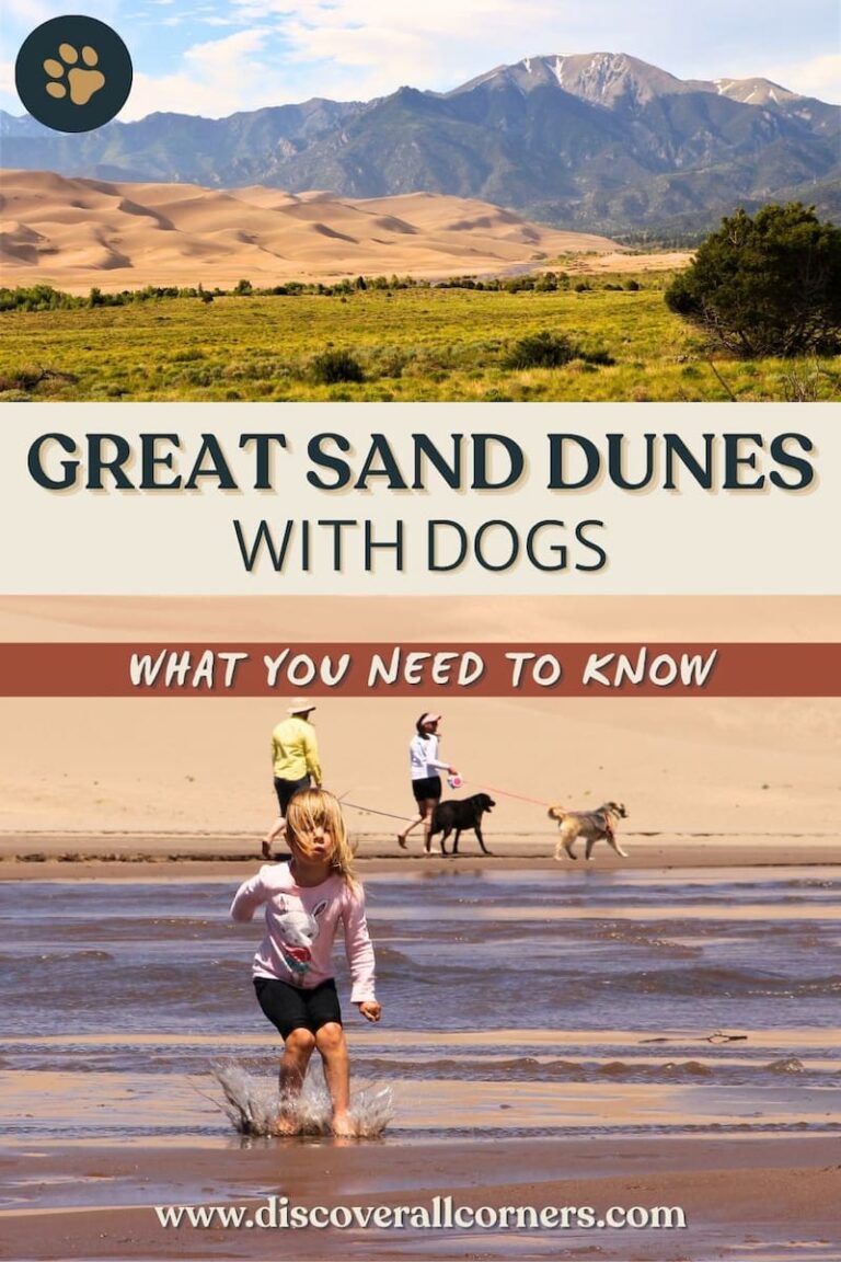 Elevated views of the Great Sand Dunes National Park dunefield fronted by a lush green valley, and snow-capped mountains rising in the background; along an image of visitors and dogs splashing in and walking by the seasonal Medano Creek, with dunes rising behind the creek. Text overlay - Great Sand Dunes with dogs - What you need to know.