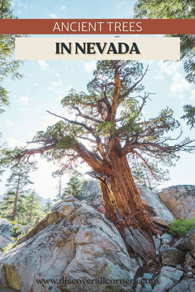 Ancient bristlecone pine tree growing among large rocks in Great Basin National Park, with a thin forest of other pines in the background. Text overlay - Ancient trees in Nevada.