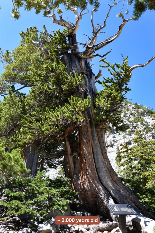 Ancient Great Basin bristlecone pine tree in Great Basin National Park, showing twisted branch details and the tree’s shape in alpine terrain. Text overlay - 2,000 years old.