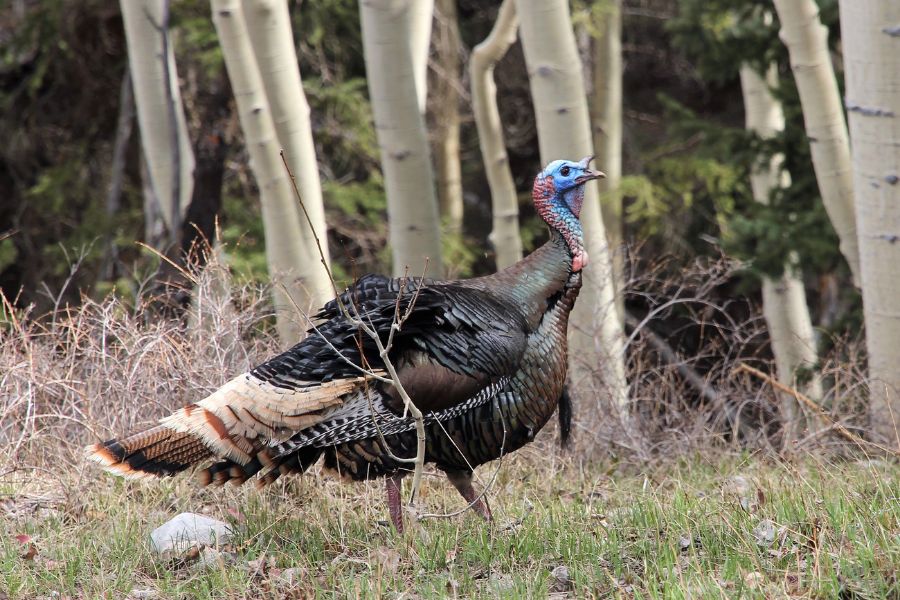 Wild turkey in Great Basin National Park walking through forest along the trail.