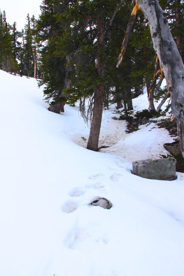 Snow-covered route leading toward Lake Teresa through pine forest near Wheeler Peak.