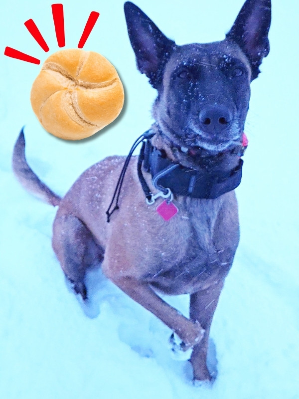 A Kaiser bun inserted next to Athena the Belgian Malinois