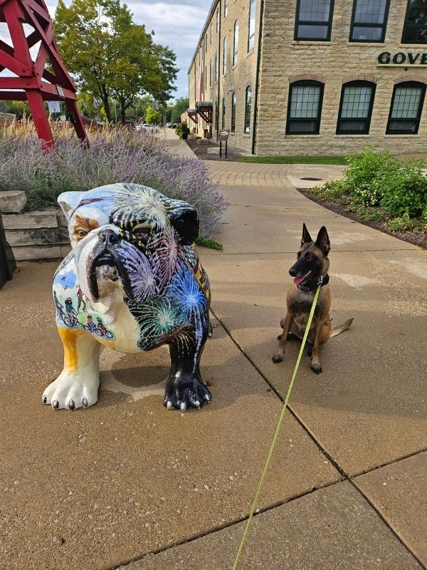 Athena the Belgian Malinois next to a large bulldog statue