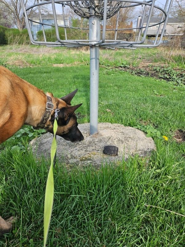 Dog finds a baby snapping turtle outside