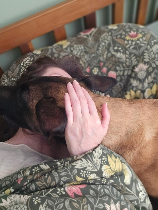 Owner getting morning cuddles from dog in bed