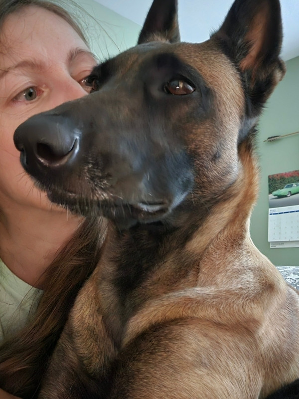 Belgian Malinois ignoring their owner talking to them